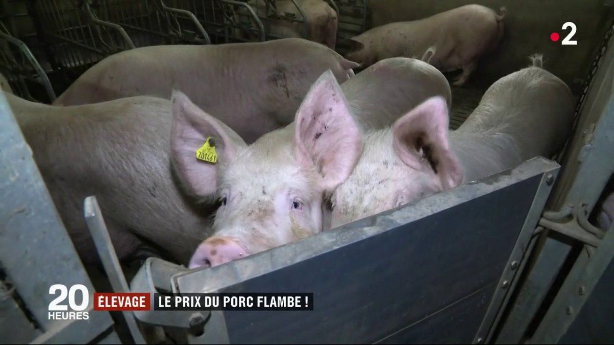 Elevage. Les prix du porc vont continuer de grimper en 2020