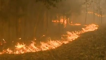 Capture d'&eacute;cran montrant les flammes &agrave;&nbsp;Albergaria-a-Velha, dans le centre du Portugal, le 2 avril 2015. (RTP / EVN)