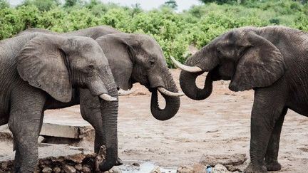 Le trafic de l'ivoire aurait fait dégringoler le nombre des éléphants de 415.000 à 111.000 au cours de la dernière décennie en Afrique.

	  (ROSANNA U / IMAGE SOURCE/AFP)