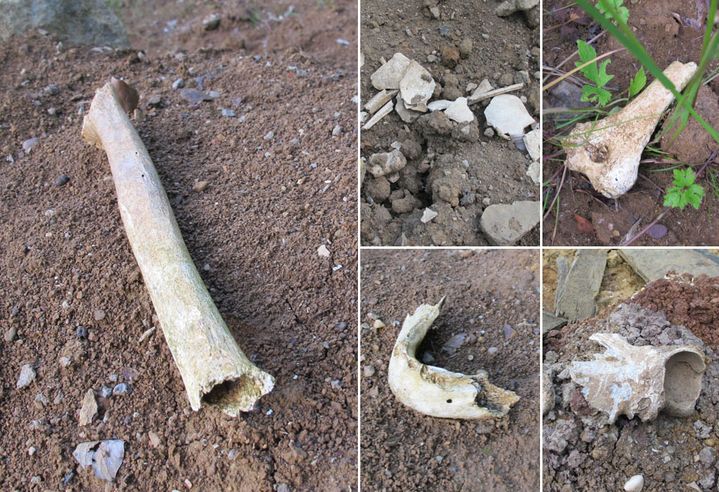 Des fragments d'ossements humains sur une parcelle foresti&egrave;re de Tincry (Moselle), le 3 juin 2015. (F. MAGNENOU / FRANCETV INFO)