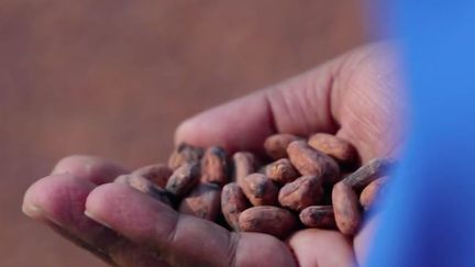 La culture des fèves de cacao est en plein boom en Inde. Certaines exploitations pratiquent une agriculture sans pesticides, pour des produits de grande qualité.&nbsp; (FRANCE 2)