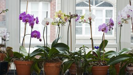 L'orchidée Phalaenopsis est la plus vendue en France et c'est celle qui supporte le mieux de vivre à l'intérieur.&nbsp; (GETTY IMAGES)