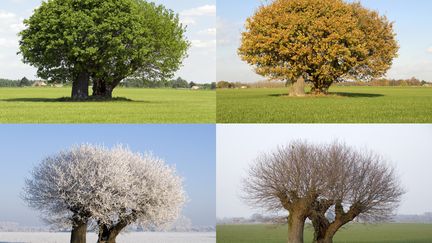 Our values ​​change according to the seasons, a strange fluctuation, also spotted – with a few small nuances – in other studies, in Canada and Australia. (Illustration) (FRANKVANDENBERGH / E+ / GETTY IMAGES)