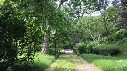 La nature a repris ses droits dans le parc de Bercy dans le 12e arrondissement de Paris, fermé au public en raison du confinement, le 8 mai 2020. (FARIDA NOUAR / RADIO FRANCE)