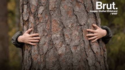 La sylvothérapie est une thérapie par les arbres. Ses bénéfices sur la santé sont reconnus par les pratiquants et le gouvernement japonais.