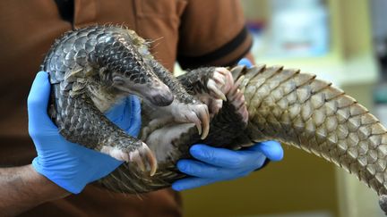 Un pangolin soigné dans un zoo de Singapour le 14 décembre 2018. (ROSLAN RAHMAN / AFP)