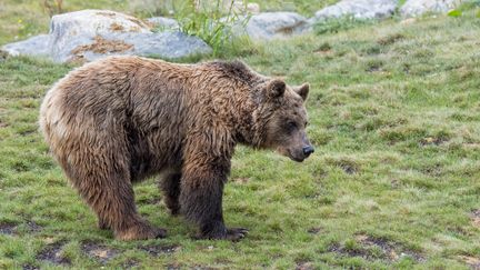 Depuis le début des réintroductions en 1996, on estime qu’il y a aujourd’hui près d'une cinquantaine d’ours dans les Pyrénées. Image d'illustration d'un ours brun d'Europe. (PHILIPPE CLEMENT / MAXPPP)