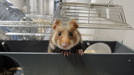 Une Américaine raconte avoir jeté son hamster dans les toilettes de l'aéroport de Baltimore&nbsp;(Maryland, Etats-Unis), le 21 novembre 2017 (photo d'illustration). (MAXPPP)