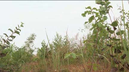 Après les incendies qui ont ravagé la Gironde, la question se pose de savoir comment la forêt pourra être replantée.&nbsp;En guise d’exemple, il y a 4 ans, 57 hectares de la forêt de&nbsp;Sénart&nbsp;avaient aussi brûlé.&nbsp;Depuis 38 000 nouveaux arbres ont prix racines pour reboiser la zone sinistrée. (France 2)