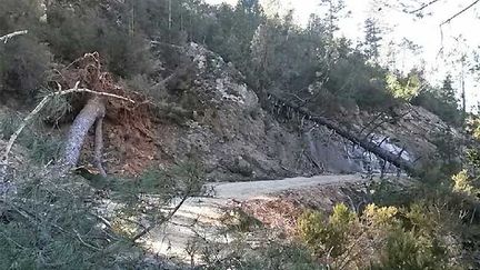 &nbsp; (La tempête de vent de ces derniers jours en Corse a fait de lourds dégâts comme ici à Guagno, forêt communale et territoriale © Radio France / Patrick Rossi)