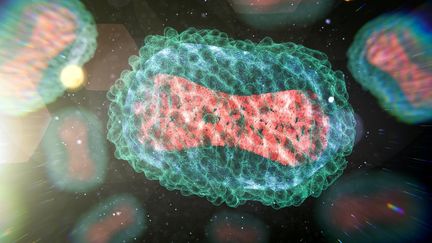 Illustration du virus de la variole du singe, que l'on trouve habituellement près des forêts tropicales d'Afrique centrale et occidentale.&nbsp; (THOM LEACH / SCIENCE PHOTO LIBRA / TLE / AFP)