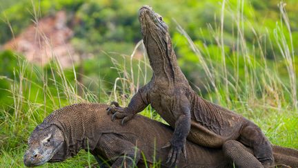 Les célèbres dragons de Komodo, dont les conditions de vie sont menacées par le changement climatique, ont été classés "en danger" sur la Liste rouge de l'UICN. (ANDREY GUDKOV / BIOSPHOTO / AFP)