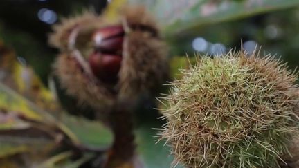 Ardèche : la saison des châtaignes, de la forêt à l'assiette