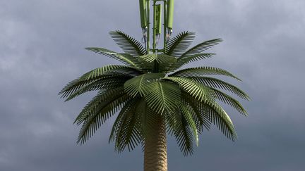 Une antenne relais est install&eacute;e au-dessus d'un palmier en plastique &agrave; Sotchi (Russie), le 7 octobre 2013. (THOMAS PETER / REUTERS)