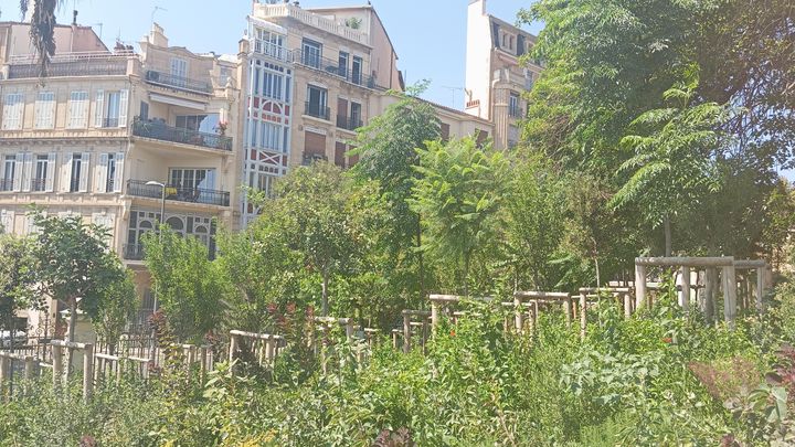 Des arbres ont été plantés au parc Longchamp, à Marseille. (GUILLAUME FARRIOL / RADIO FRANCE)