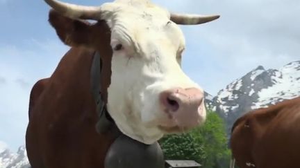 Haute-Savoie, vache de race abondance en transhumance, juin 2018. (FRANCE 2)