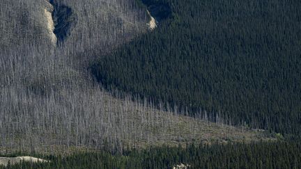 Des arbres brûlés par un feu de forêt près du fleuve Saskatchewan, dans l'Alberta (Canada), le 9 septembre 2022. (ED JONES / AFP)