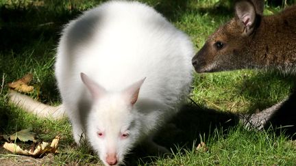 Un kangourou albinos intrigue un de ses cong&eacute;n&egrave;res au zoo de Duisbourg (Allemagne), le 11 octobre 2012. (ROLAND WEIHRAUCH / DPA / AFP)