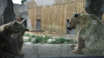 Les deux ours du Zoo de Dunkerque (Nord), photo issue du compte Twitter de Rémi Gaillard.&nbsp; (CAPTURE D'ECRAN TWITTER DE REMI GAILLARD)