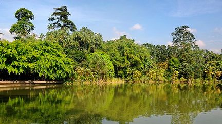 Sa bibliothèque aux 70.000 ouvrages et son herbier de  650.000 spécimens, uniques en Asie, sont une référence pour les botanistes du monde entier,  
 
Le jardin botanique de Singapour reste un centre important pour la science du végétale, tant au niveau de la recherche que de la conservation des espèces en Asie du Sud-Est.  (AFP PHOTO / ROSLAN RAHMAN)