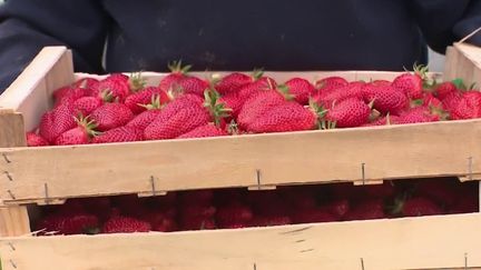 Gastronomie : la fraise de Plougastel, un goût particulier et recherché (FRANCE 2)