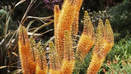 Le lis des steppes ou eremurus ou cierge du désert.&nbsp; (DE AGOSTINI / GETTY IMAGES)