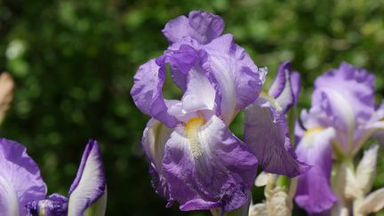 L'iris des jardins est aussi appelé l'iris barbu.&nbsp; (ISABELLE MORAND / RADIO FRANCE)