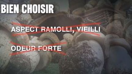 Quels champignons choisir en magasin ?