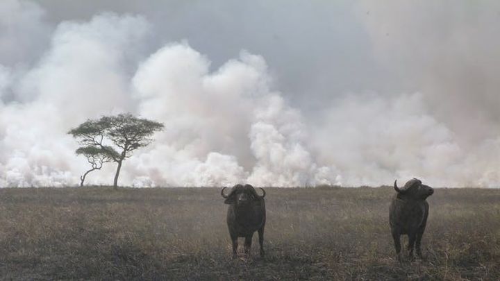 Deux buffles du Cap ont laissé ce feu de début de saison brûler autour d'eux dans le parc national du Serengeti. (Colin Beale, Author provided)