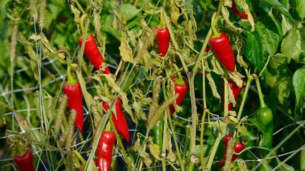 C'est la pleine saison de la récolte du piment d'Espelette, à la main, dans les 10 communes bénéficiant de l'AOP. (GERARD SIOEN / GAMMA-RAPHO / GETTY IMAGES)