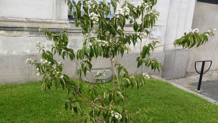 Originaire de Chine, l'Heptacodium miconioides est un super arbuste pour les abeilles. (ARBUSTICULTEURS)