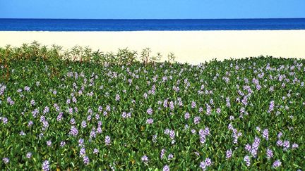 Ce sont les jolies inflorescences violettes de la jacinthe d'eau qui ont séduit les voyageurs en Amazonie au XIXe siècle. Rapportée de ces contrées vers l'Afrique, elle a, elle aussi à sa manière, petit à petit colonisé le continent. (Danièle SCHNEIDER / Photononstop)