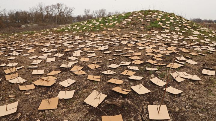 L'implantation d'une forêt avec la méthode Miyawaki sur la promenade de la Doller à Mulhouse, le 3 mars 2021. (DAREK SZUSTER / MAXPPP)