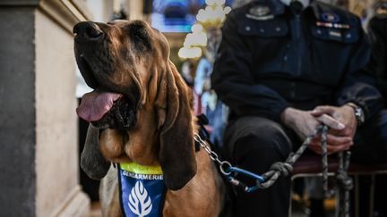 Comme une dizaine d'autres chiens de sauvetage, de recherche ou encore détecteur de maladie, Happle a été sacrée jeudi à Paris "chien héros" 2019 pour son travail aux côtés des hommes. (PHILIPPE LOPEZ / AFP)