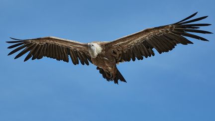 Un vautour fauve, à Nancy (Meurthe-et-Moselle), le 14 juin 2017. (MAXPPP)