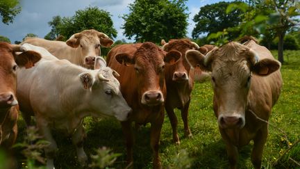 Un troupeau de vaches, dans un champs à Tilly-sur-Seulles (Calvados), le 8 juin 2019.&nbsp; (ARTUR WIDAK / NURPHOTO / AFP)