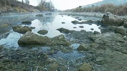 Sécheresse : les poissons du Doubs manquent d'eau