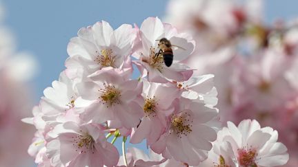 Une abeille butine un arbre en fleurs, à Mulhouse (Haut-Rhin), le 8 avril 2018. (THIERRY GACHON / MAXPPP)