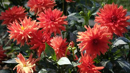 Les dahlias sont les bulbes vedettes de l'été.&nbsp; (ISABELLE MORAND / DIDIER HIRSCH / RADIO FRANCE / FRANCE INFO)