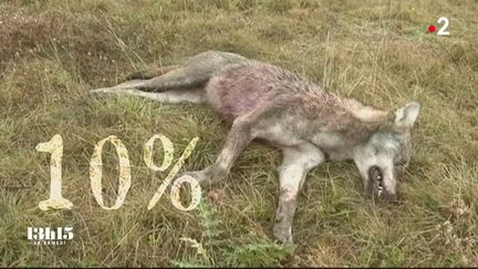 VIDEO. Tout le territoire français pourrait être colonisé par le loup dans les prochaines années