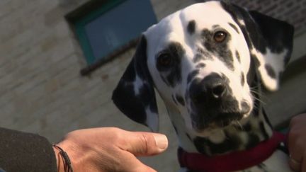 À Argentan, dans l'Orne, une jeune dalmatienne a été adoptée par des collégiens. La présence de ce chien au milieu des élèves est une première en France et elle apporte de nombreux avantages. (FRANCE 3)