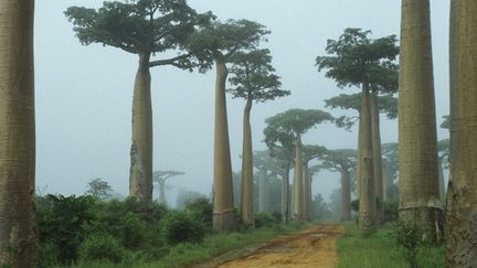 Baobabs le lond d'une route sur l'île de Madagascar un jour de pluie. (ANNE MONTFORT / PHOTONONSTOP)