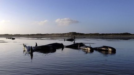 &nbsp; (Baleines en Nouvelle-Zélande © REUTERS/Department of Conservation)