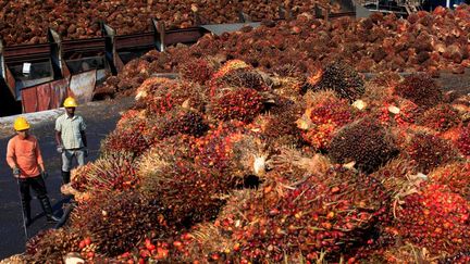 Sur cette photo, une récolte de fruits de palmiers à huile dans l'usine de Sepang, à l'extérieur de Kuala Lumpur, le 18 février 2014. ( REUTERS / Samsul Said)