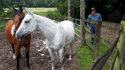 Une partie des chevaux de François Lejour, responsable du centre équestre des Acacias à Marines (Val-d'Oise). (SANDRINE ETOA-ANDEGUE / RADIO FRANCE)