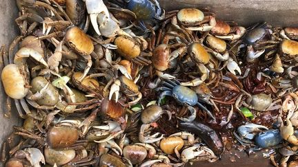 Le matoutou et le matété sont deux plats à base de crabe préparés traditionnellement lors de la fête religieuse de Pâques aux Antilles.&nbsp; (CARLA BUCERO LANZI / OUTREMER LA 1ERE)