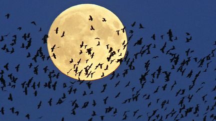 Une nuée d'oiseaux et la Super Lune au dessus de Mir (à 95 km de Minsk, la capitale biélorusse).
 (Sergei Grits/AP/SIPA)