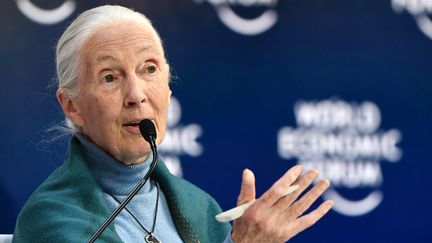 Jane Goodall éthologue et anthropologue britannique. (FABRICE COFFRINI / AFP)