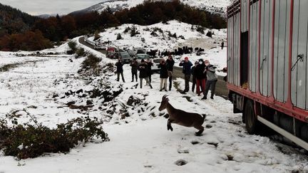 Sortis un par un, les bouquetins ont aussitôt disparu dans la montagne ariégeoise. (STEPHANE IGLESIS / RADIO FRANCE)