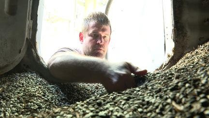 Avec la pénurie et des prix records, des agriculteurs plantent du tournesol. (CAPTURE D'ÉCRAN FRANCE 3)